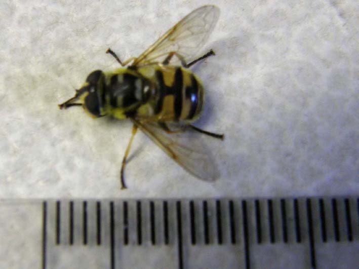 Myathropa florea (Syrphidae)