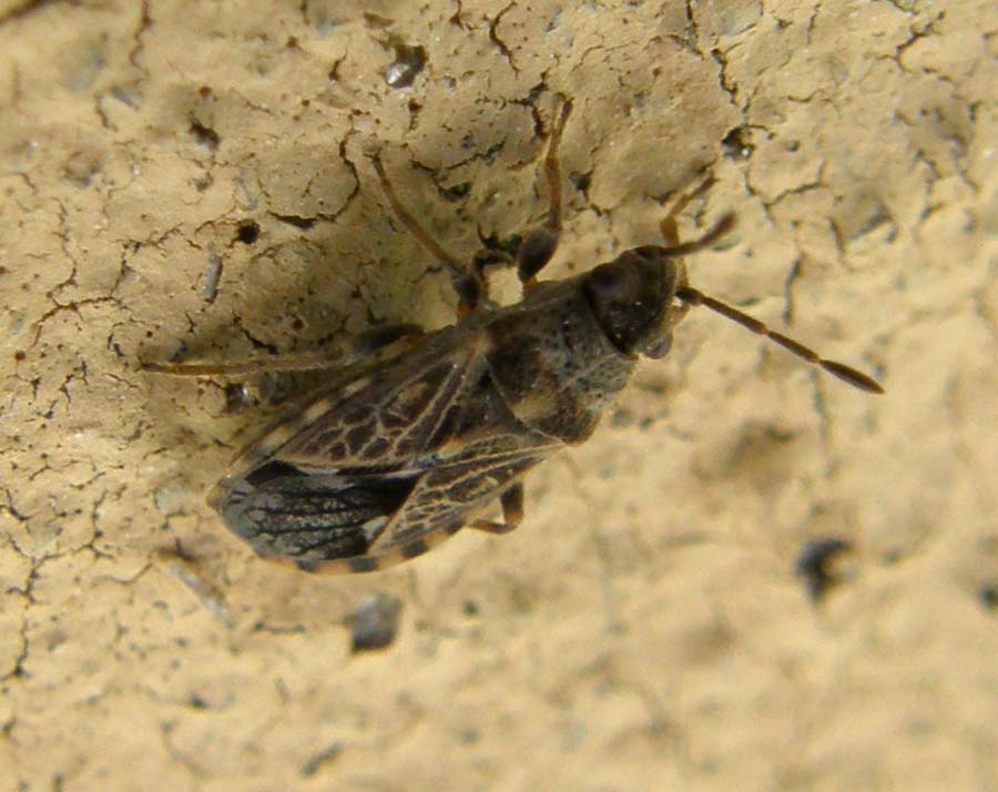 Lygaeidae di Cesano Boscone: Lygaeosoma sardeum