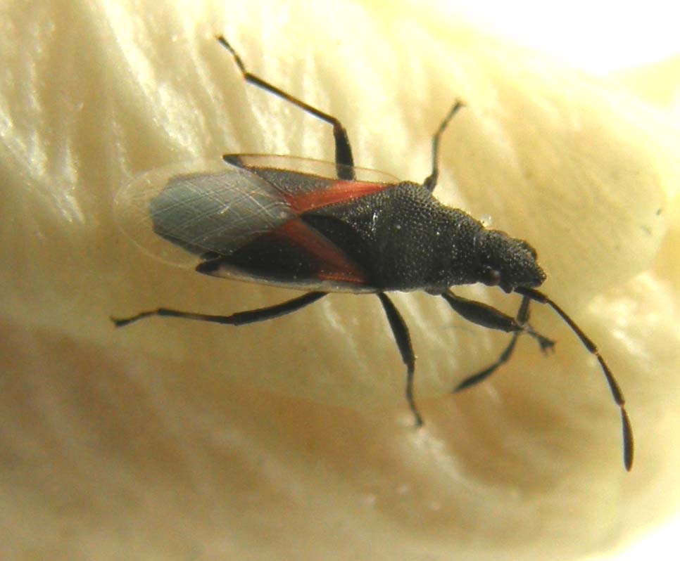 Lygaeidae di Cesano Boscone: Oxycarenus lavaterae