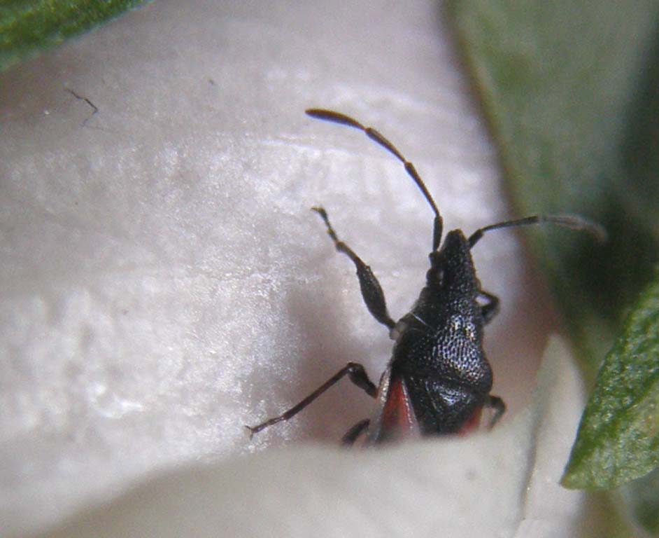 Lygaeidae di Cesano Boscone: Oxycarenus lavaterae