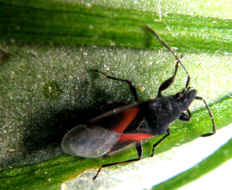 Lygaeidae di Cesano Boscone: Oxycarenus lavaterae