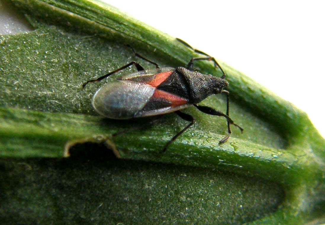 Lygaeidae di Cesano Boscone: Oxycarenus lavaterae