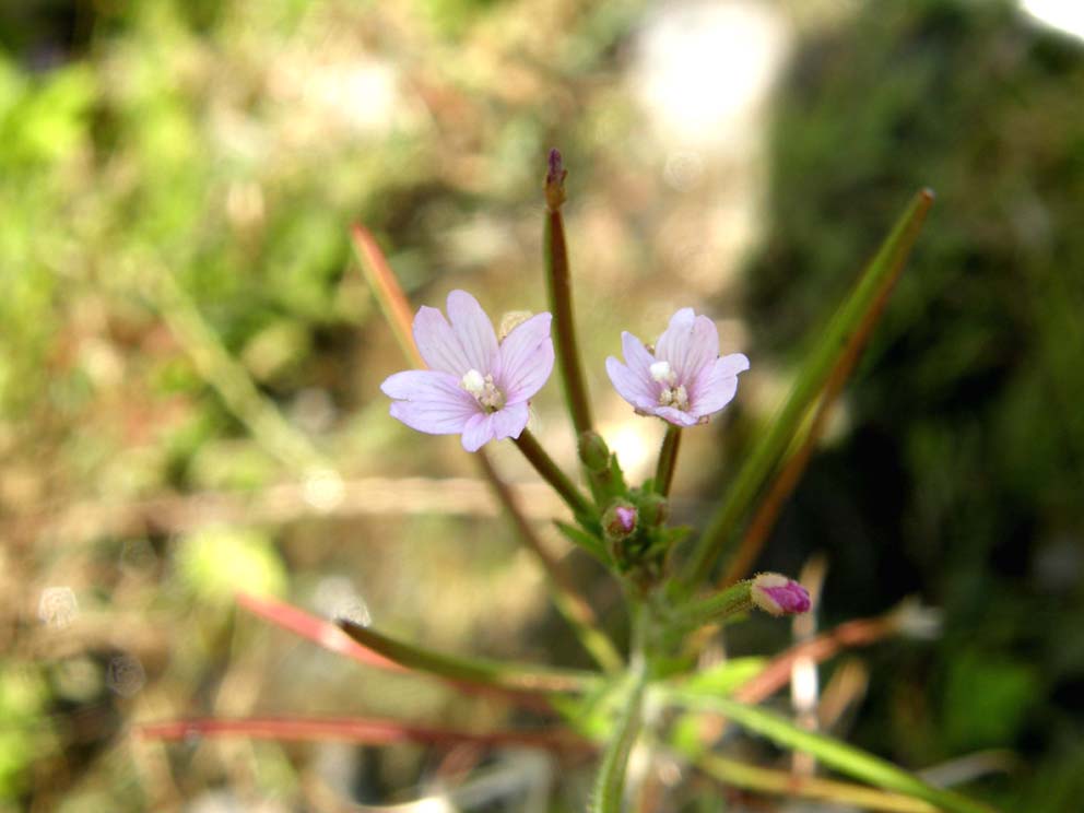 Epilobium cfr. tetragonum (Myrtales Onagraceae)