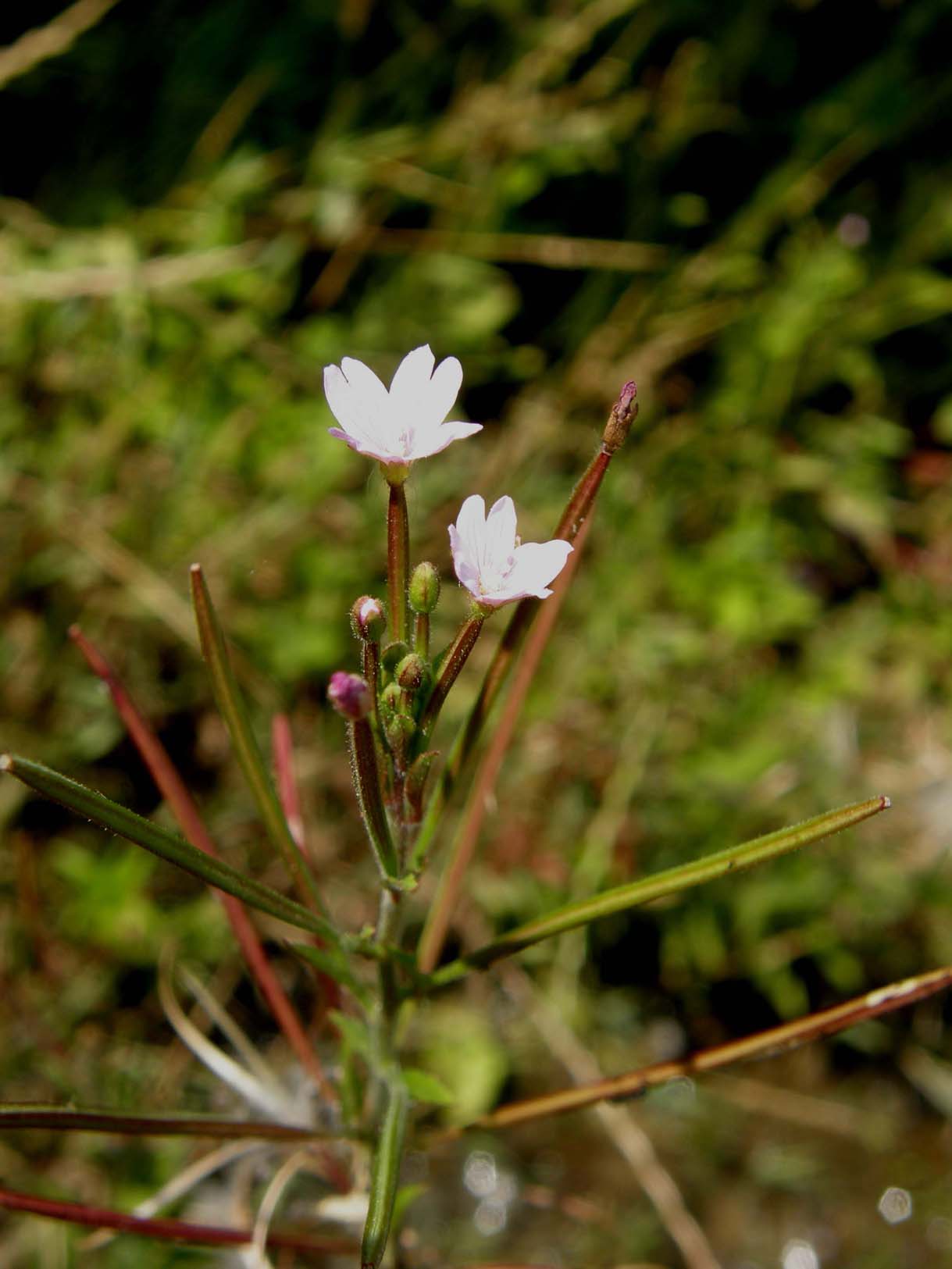 Epilobium cfr. tetragonum (Myrtales Onagraceae)