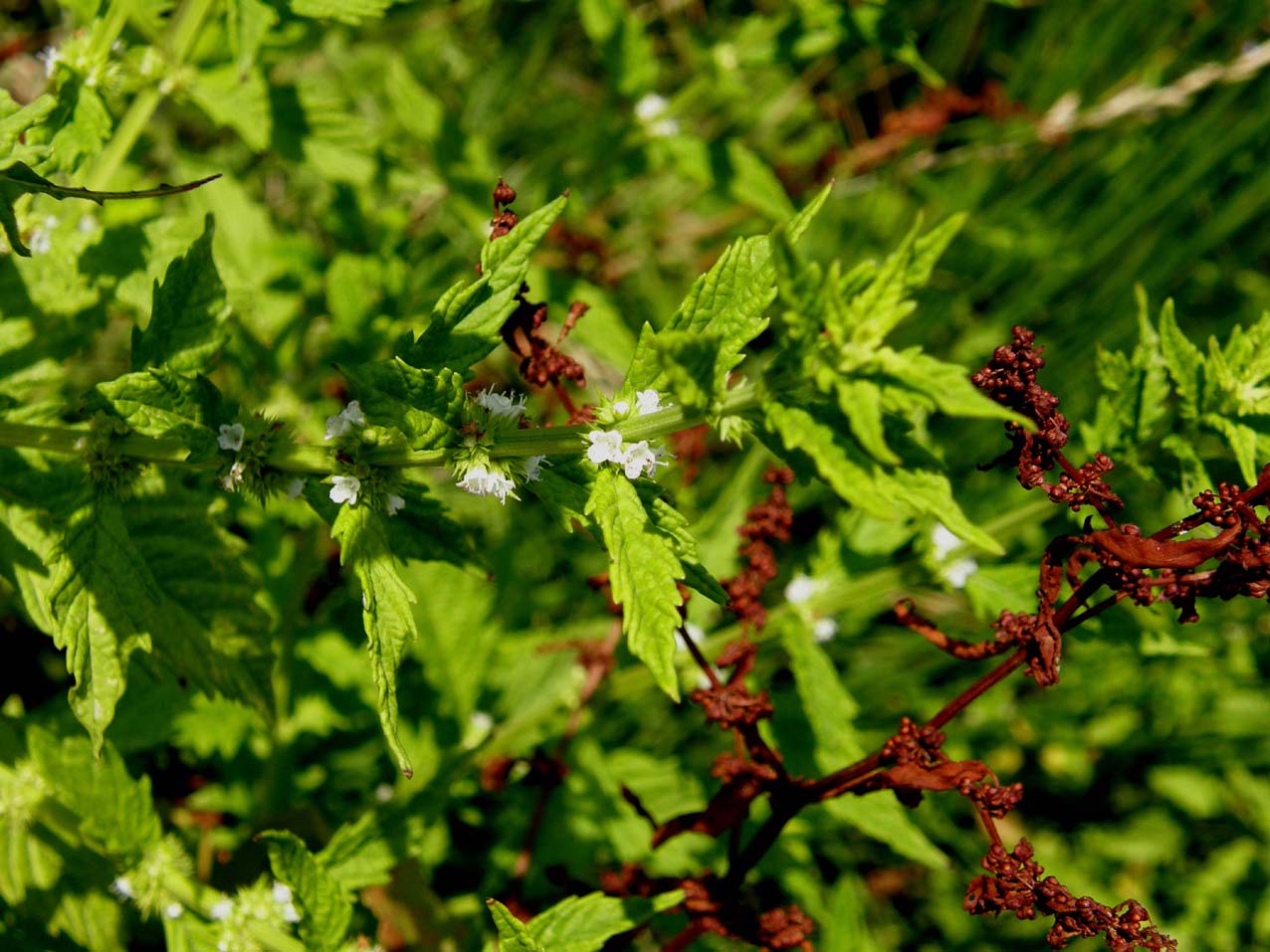 Fiore palustre (?)  - Lycopus europaeus s.l.