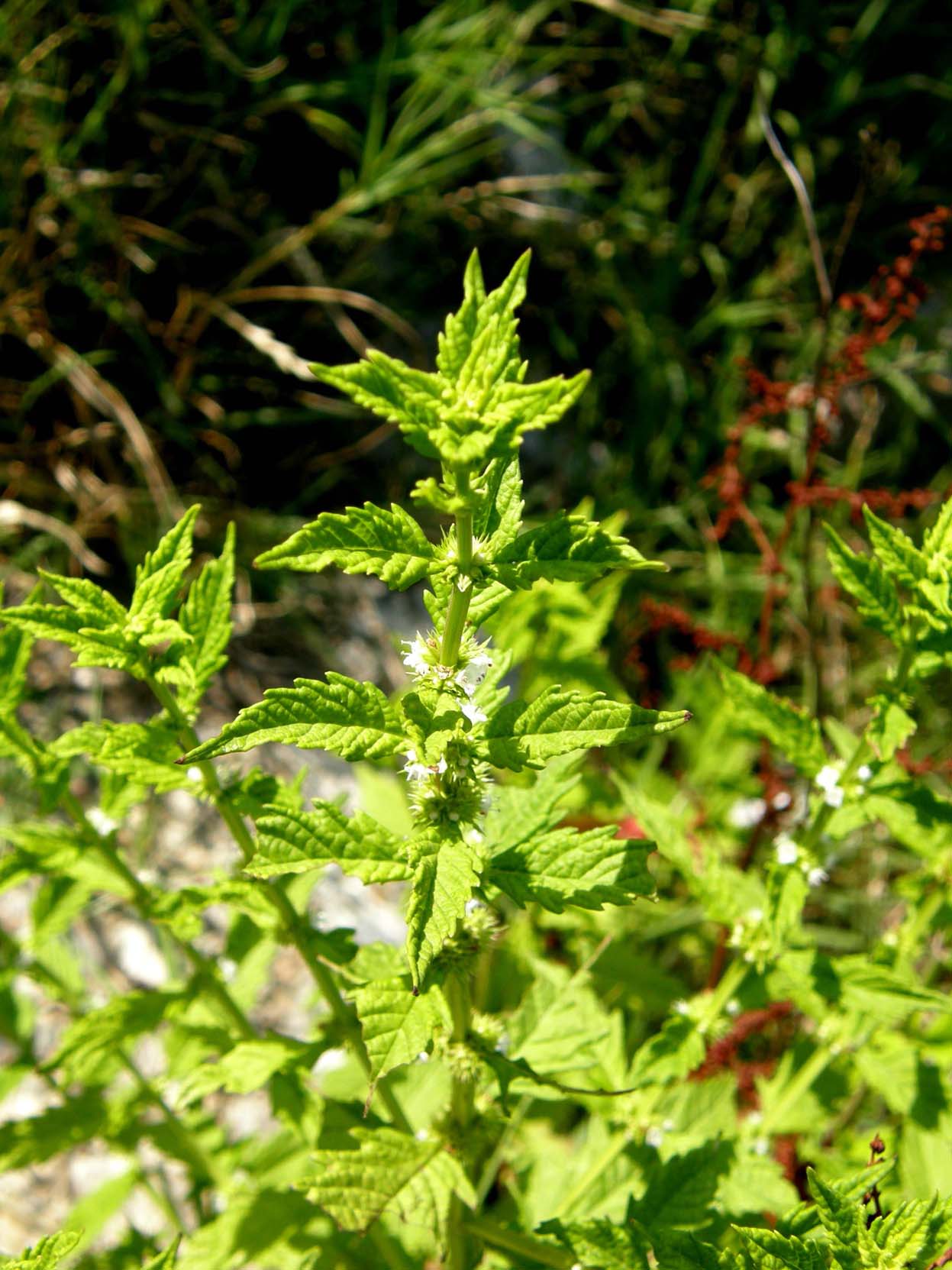 Fiore palustre (?)  - Lycopus europaeus s.l.