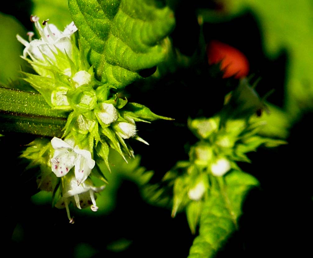 Fiore palustre (?)  - Lycopus europaeus s.l.