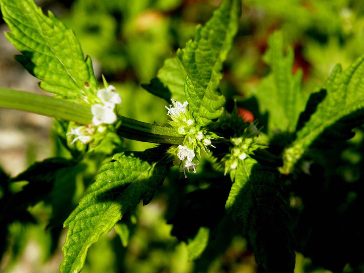 Fiore palustre (?)  - Lycopus europaeus s.l.