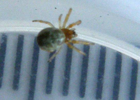 Giovane Araneidae