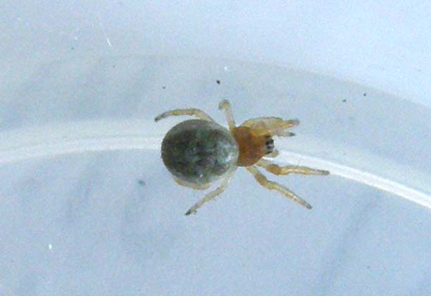 Giovane Araneidae