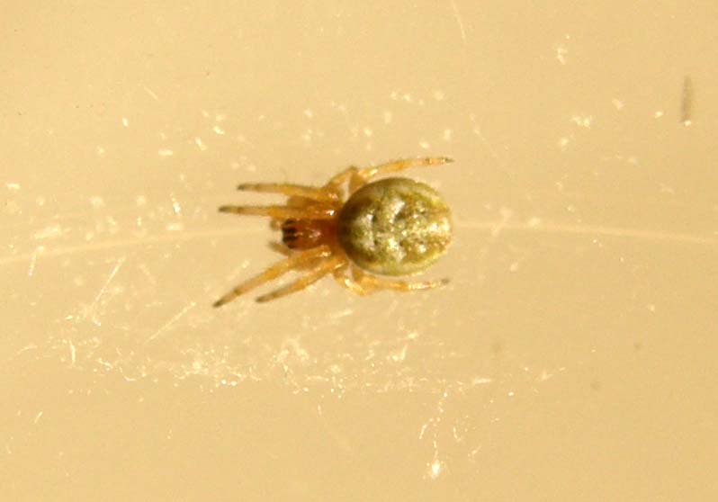 Giovane Araneidae