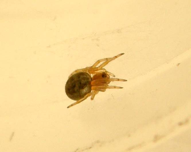 Giovane Araneidae