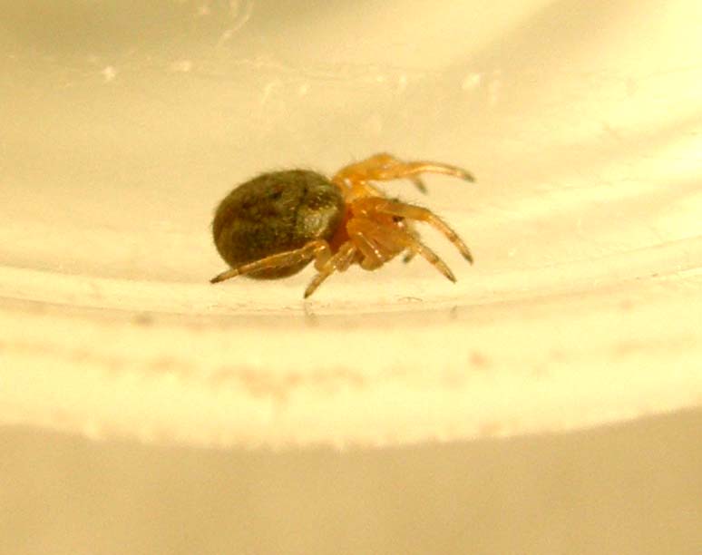 Giovane Araneidae