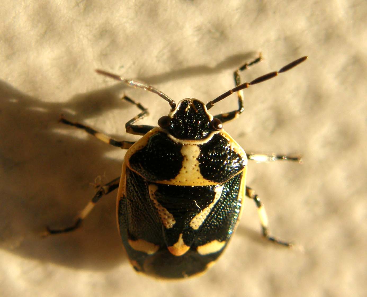 Pentatomidae: Eurydema oleracea della Darsena, a Milano