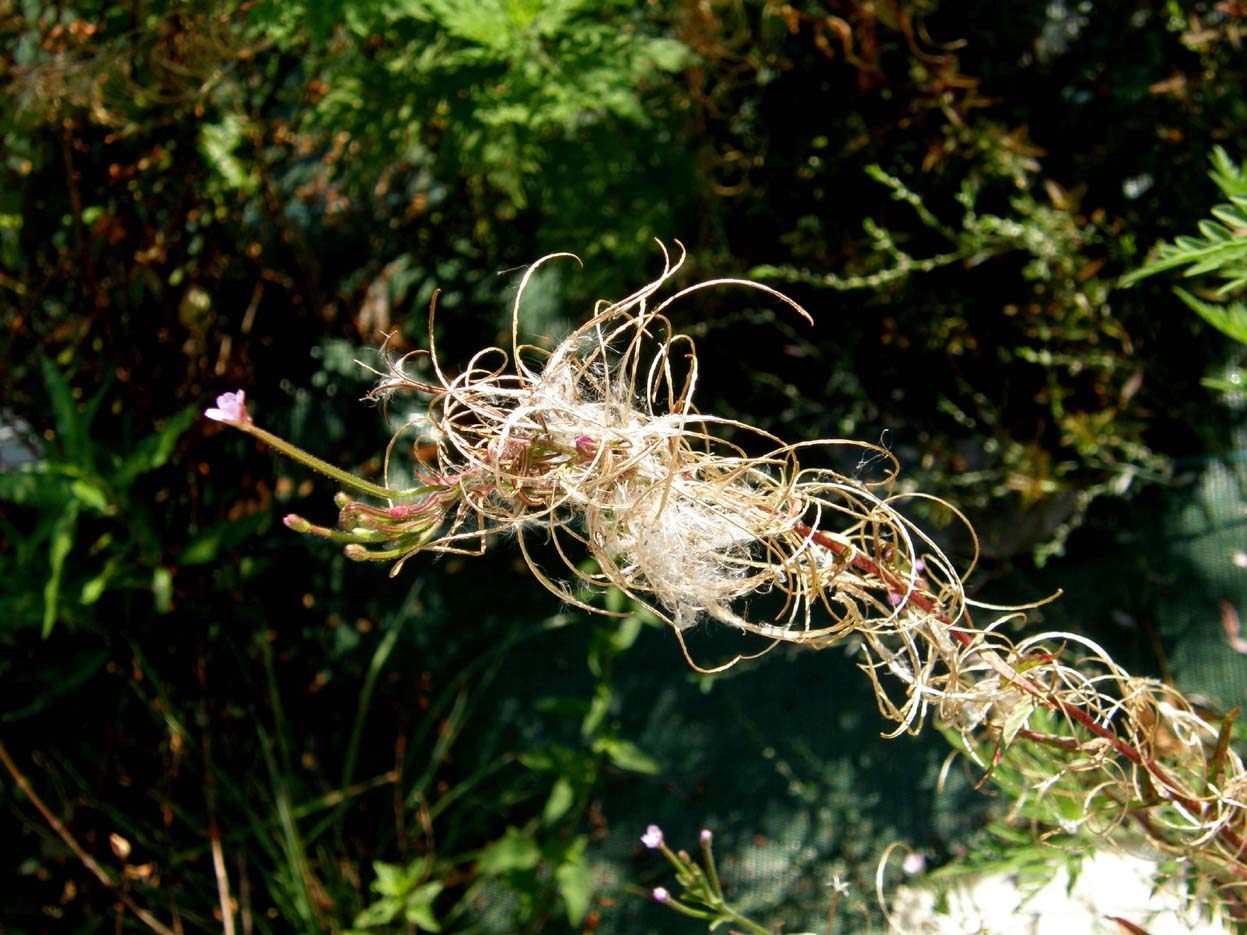 Epilobium cfr. tetragonum (Myrtales Onagraceae)