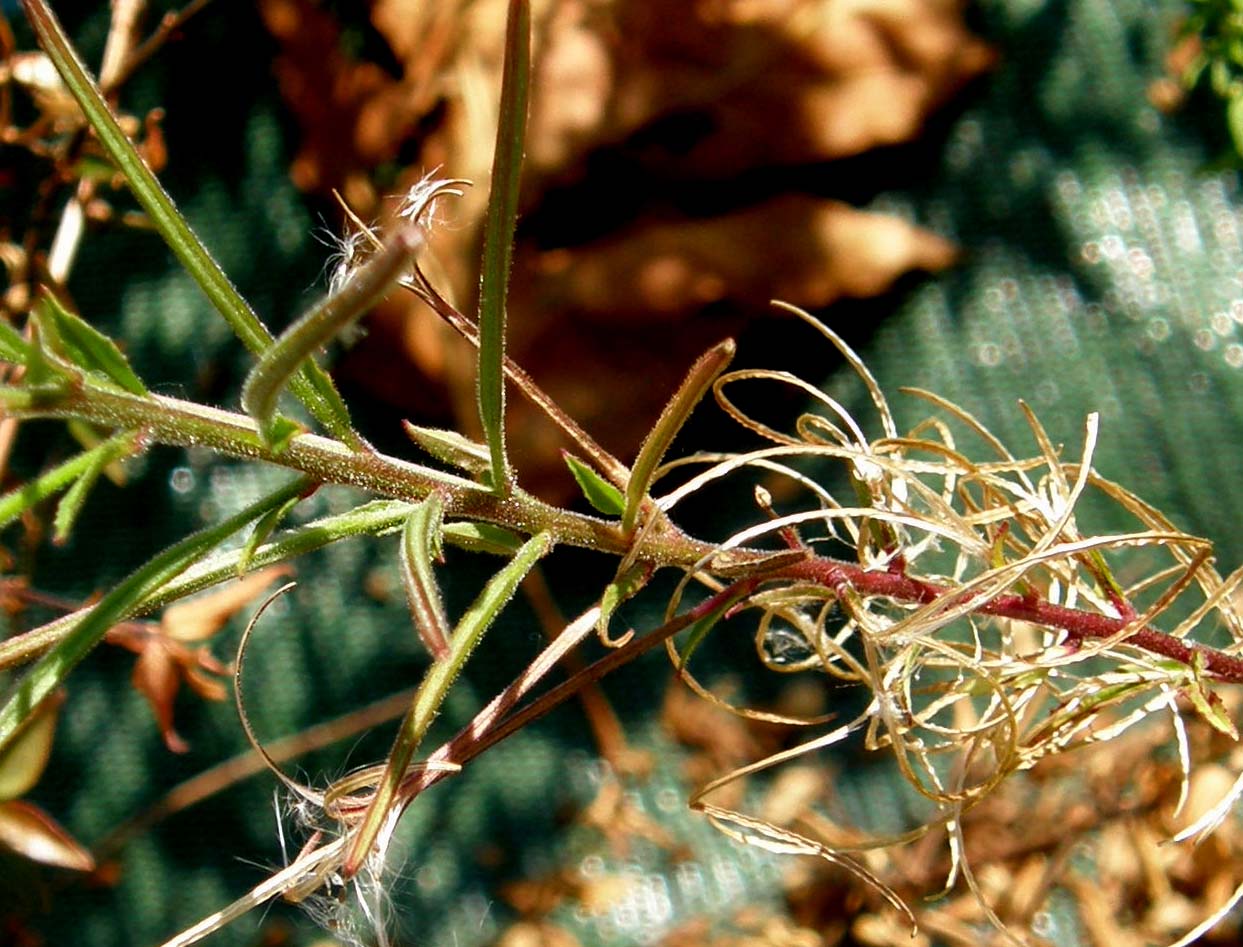 Epilobium cfr. tetragonum (Myrtales Onagraceae)