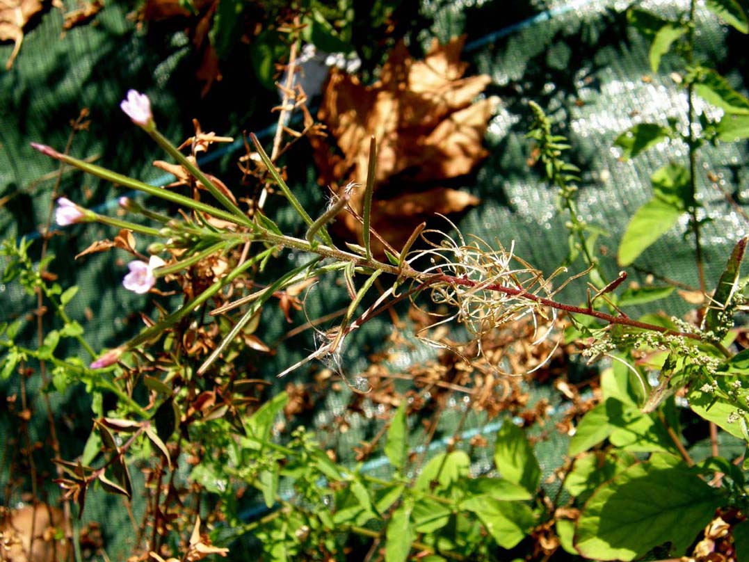 Epilobium cfr. tetragonum (Myrtales Onagraceae)