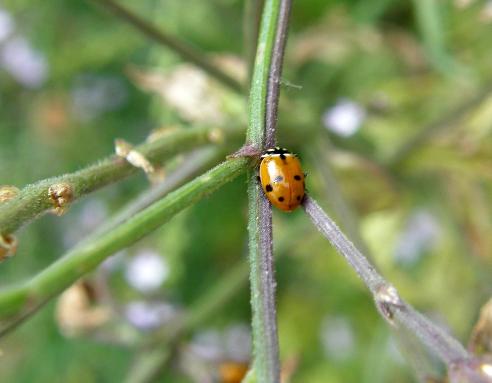 Coccinelle e relative larve