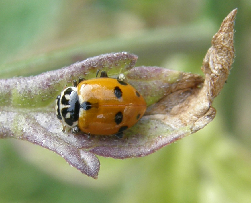 Coccinelle e relative larve