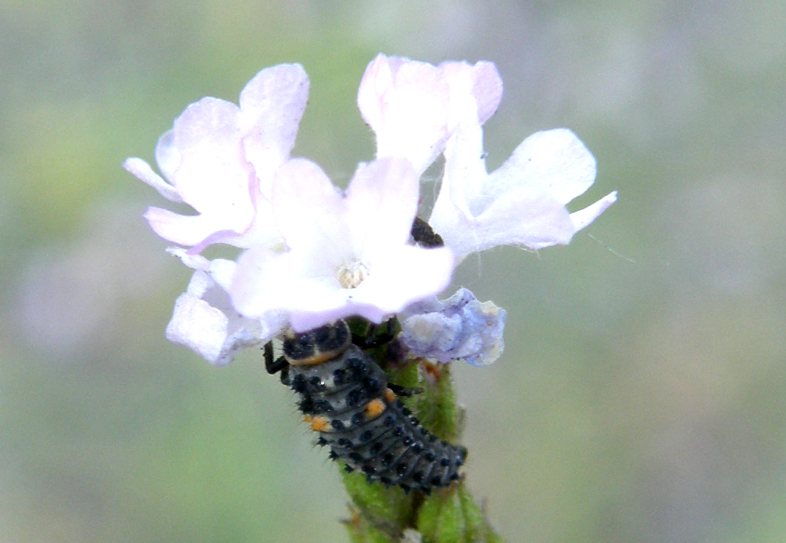 Coccinelle e relative larve