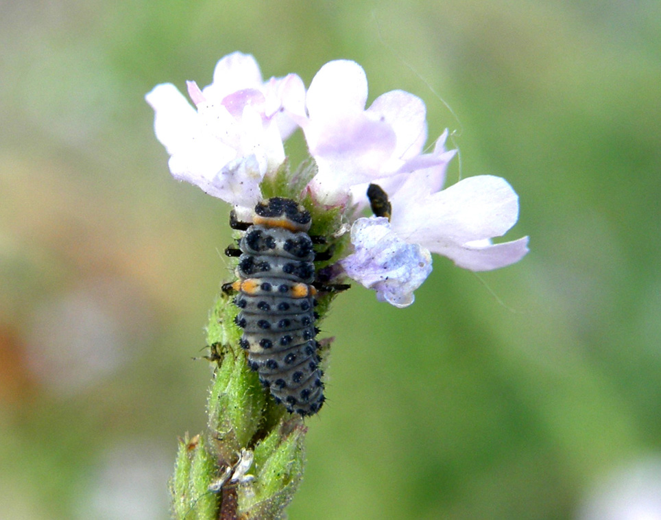 Coccinelle e relative larve