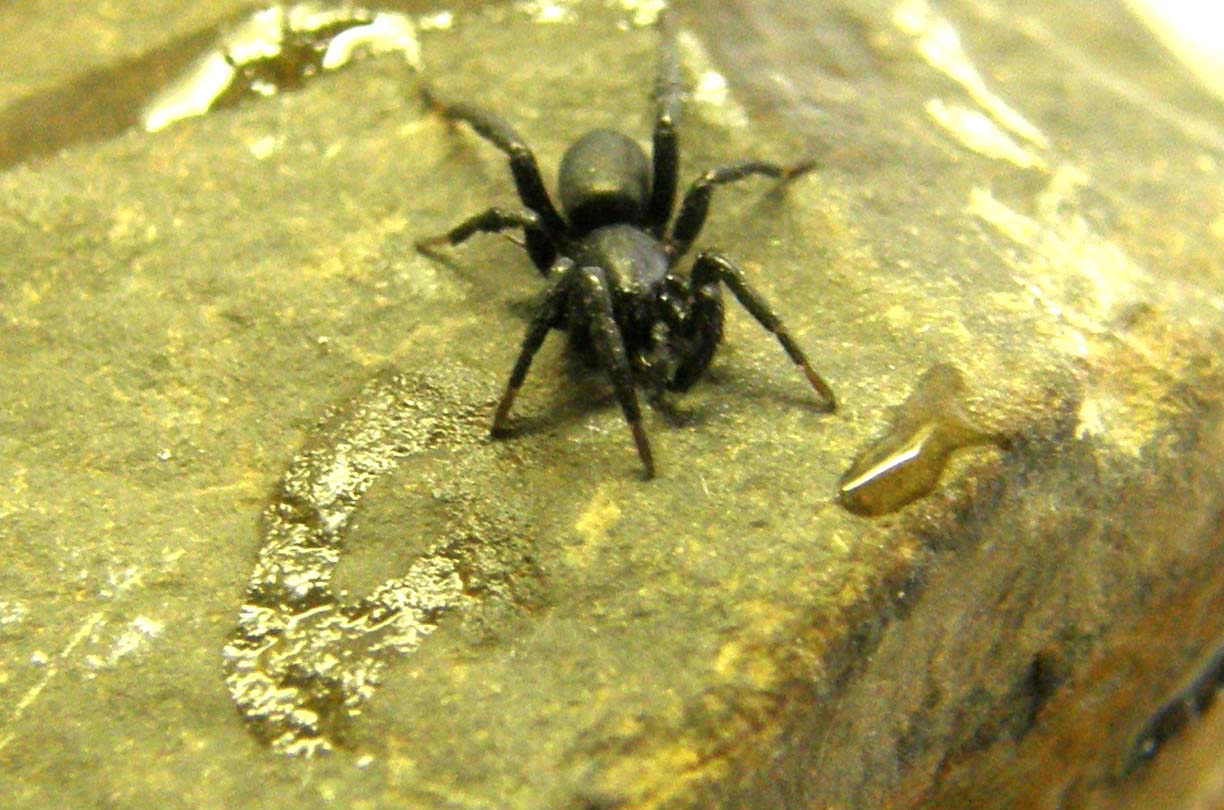 Molto scuro e molto veloce (Gnaphosidae)