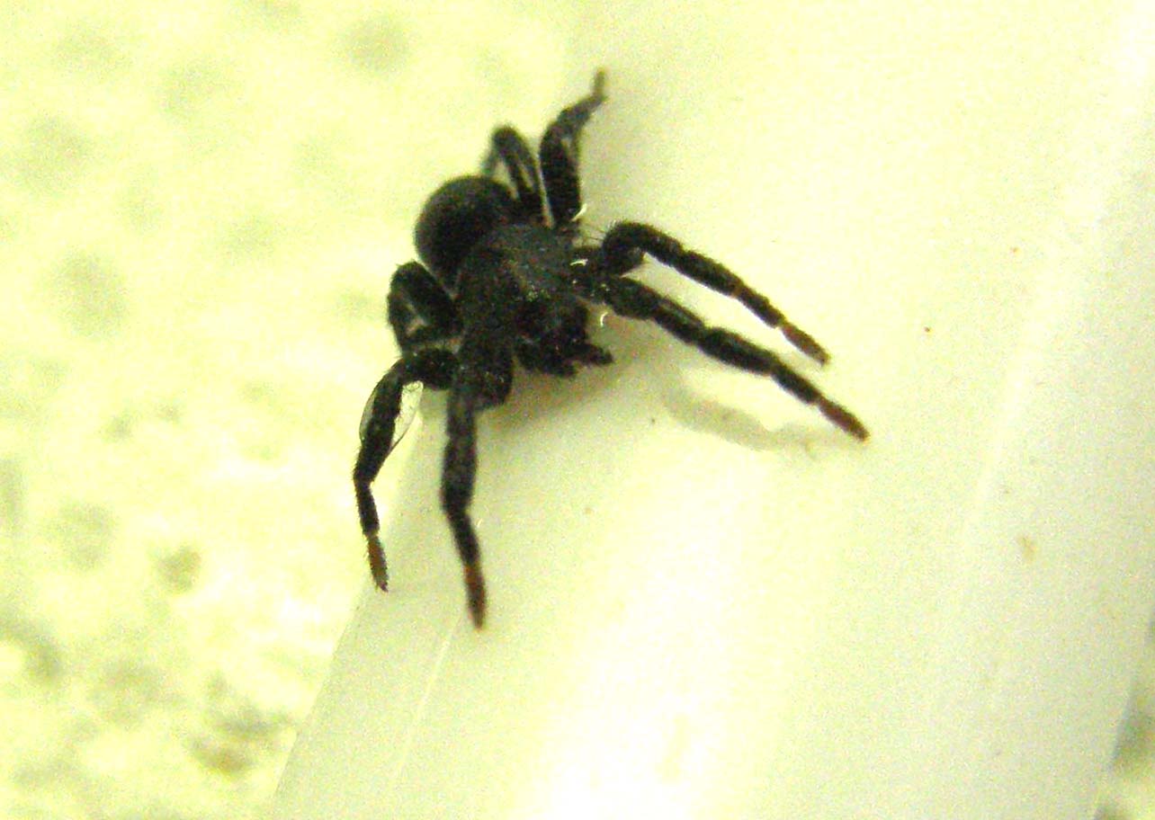 Molto scuro e molto veloce (Gnaphosidae)