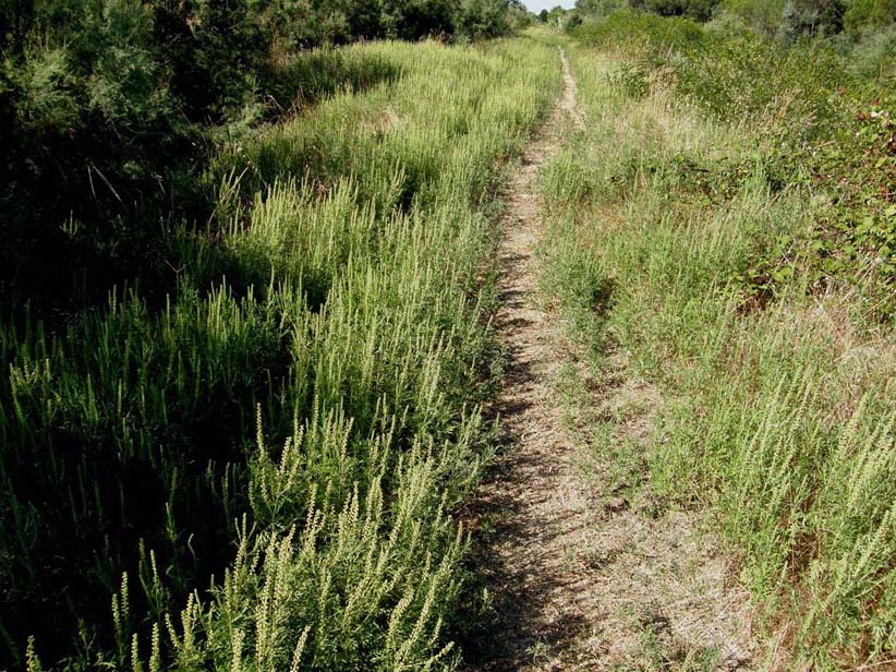 Ambrosia tenuifolia / Ambrosia a foglie sottili