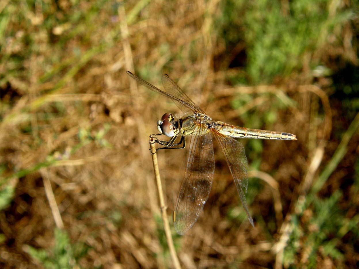 Altre libellule del Delta del Po