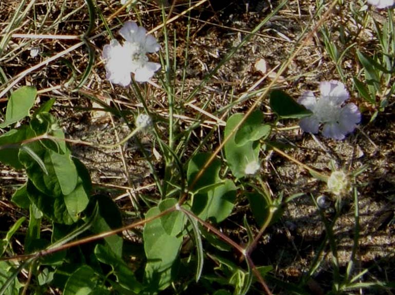 Lomelosia cfr. argentea (Dipsacales Caprifoliaceae)