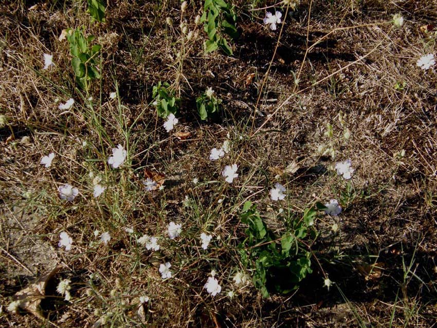 Lomelosia cfr. argentea (Dipsacales Caprifoliaceae)