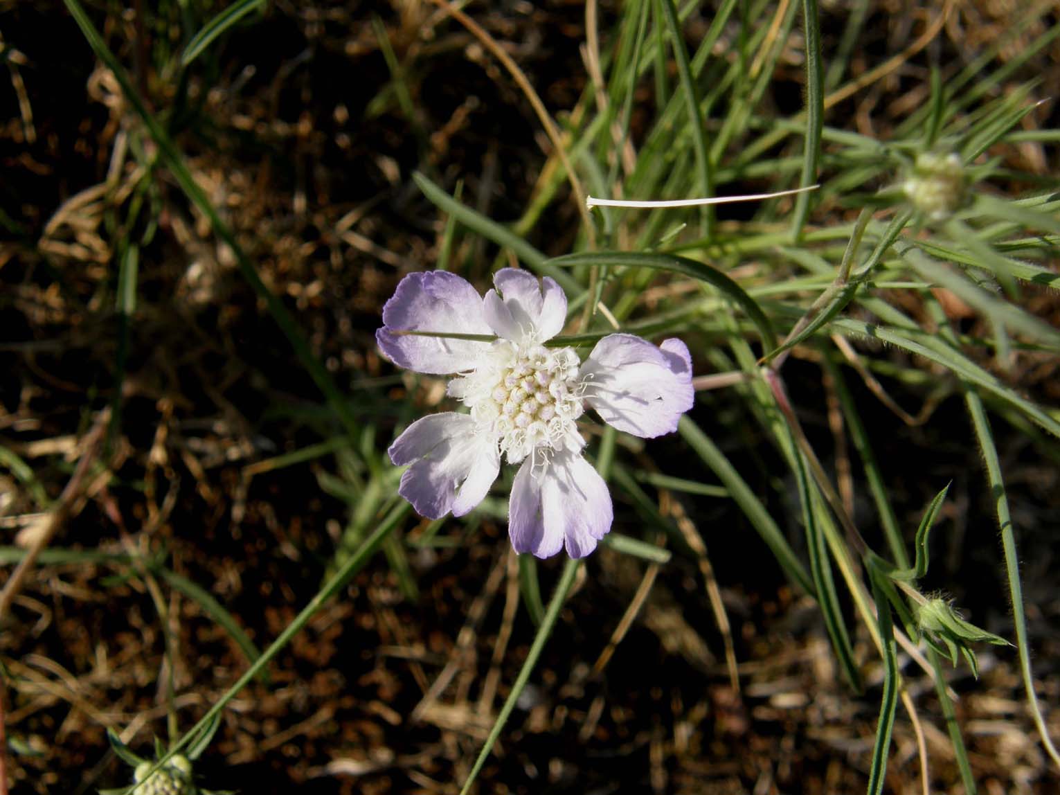 Lomelosia cfr. argentea (Dipsacales Caprifoliaceae)