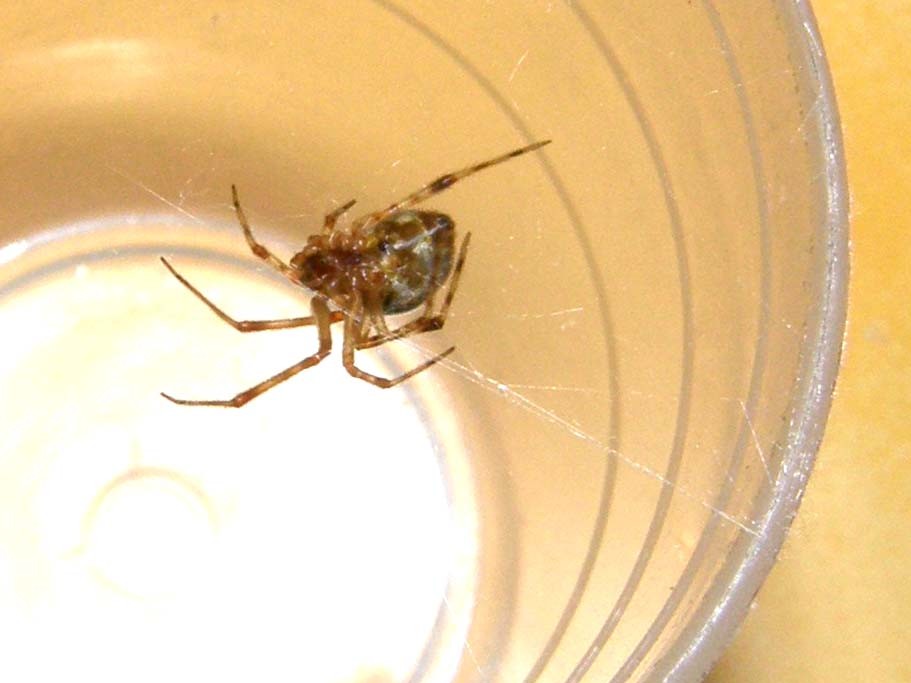 Parasteatoda