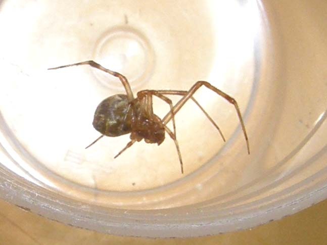 Parasteatoda