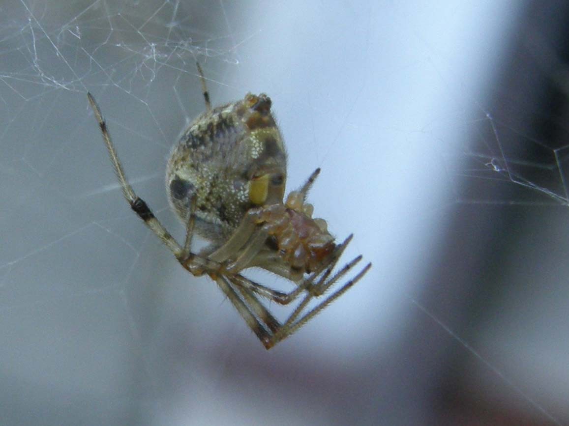 Parasteatoda