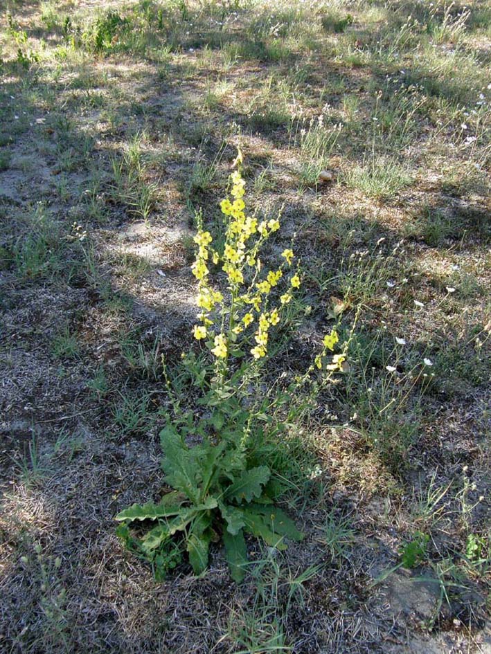 Verbascum sinuatum / Verbasco sinuoso