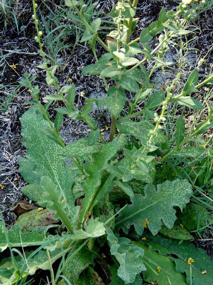 Verbascum sinuatum / Verbasco sinuoso