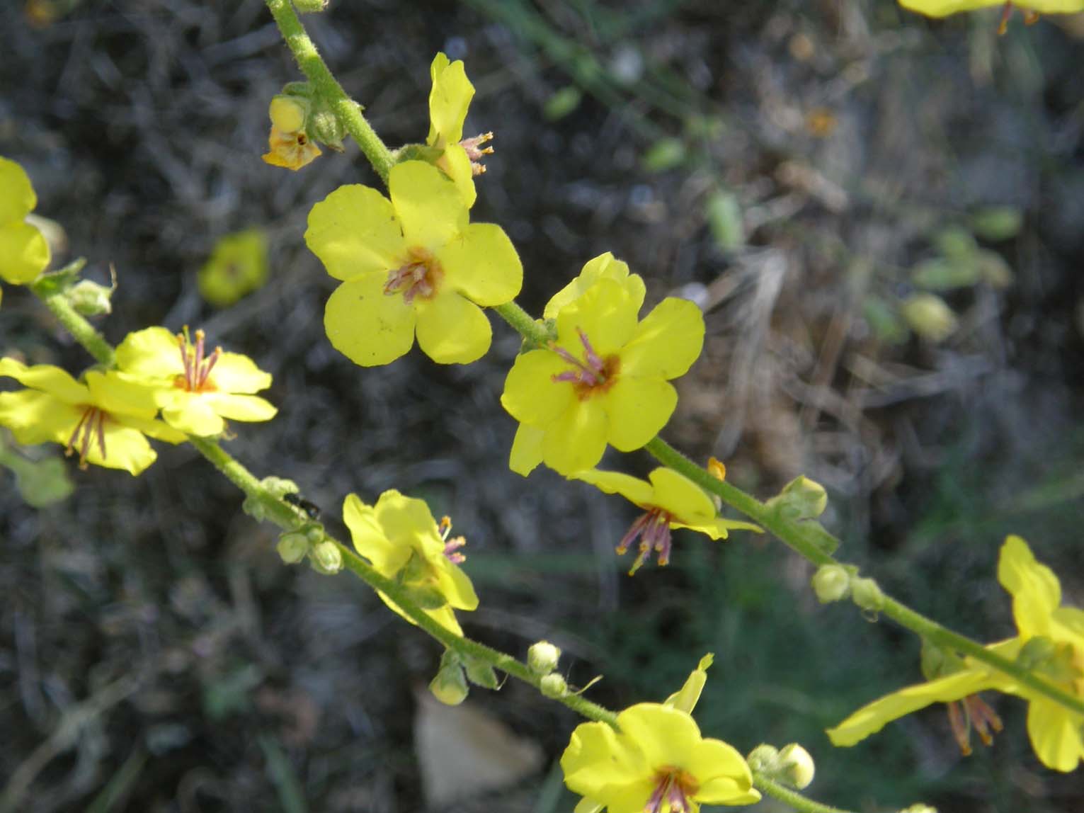 Verbascum sinuatum / Verbasco sinuoso