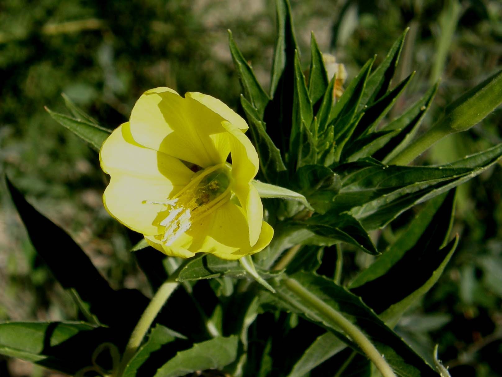 Oenothera biennis (Myrtales - Onagraceae)
