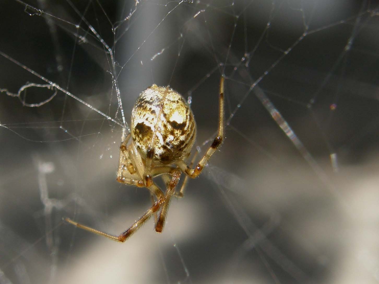 Parasteatoda