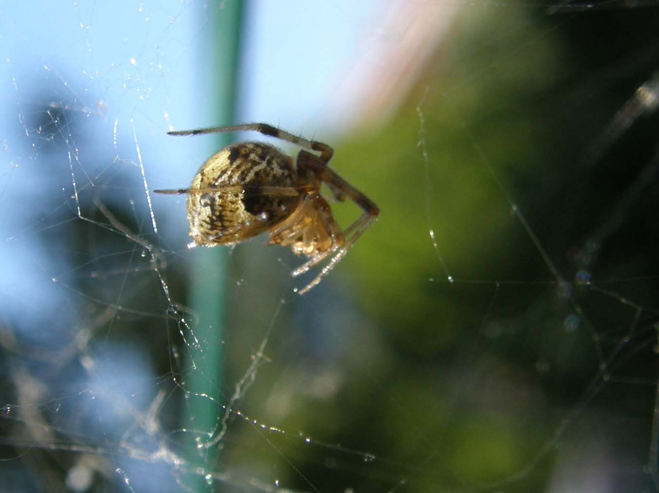 Parasteatoda