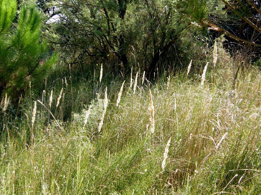 Calamagrostis epigejos