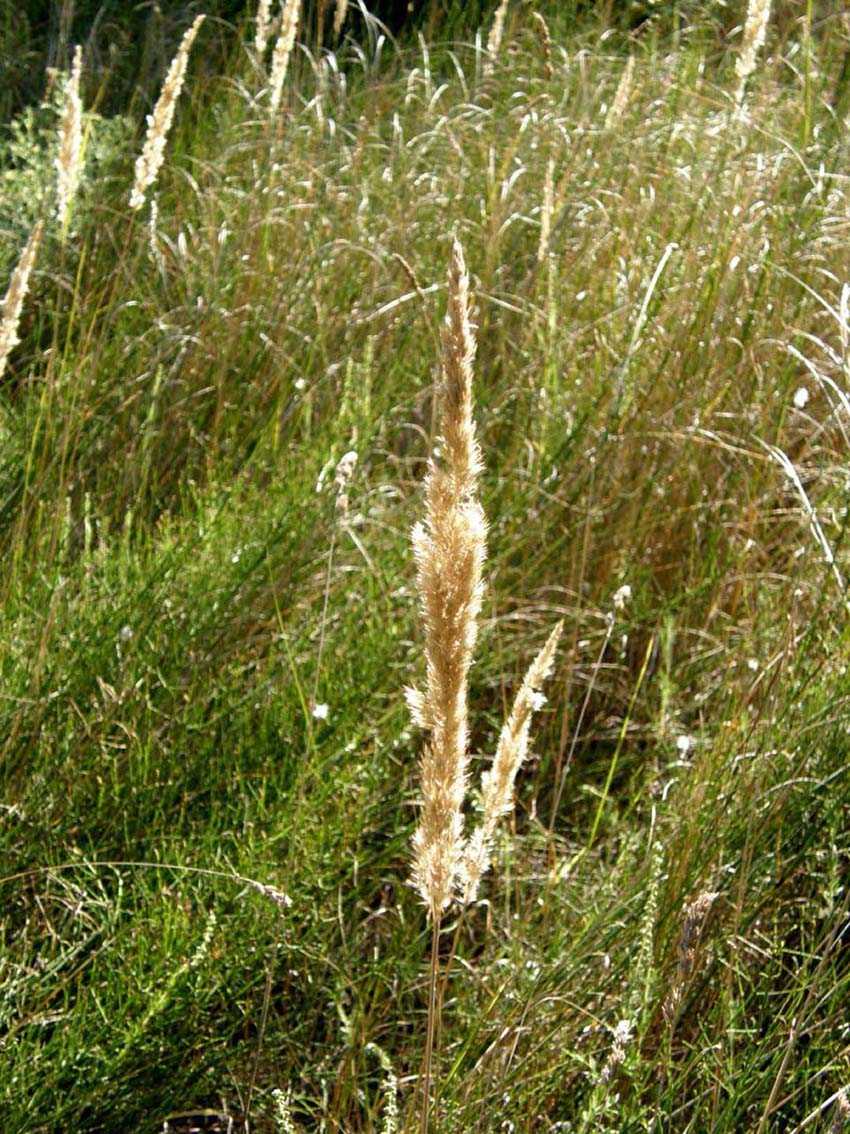 Calamagrostis epigejos