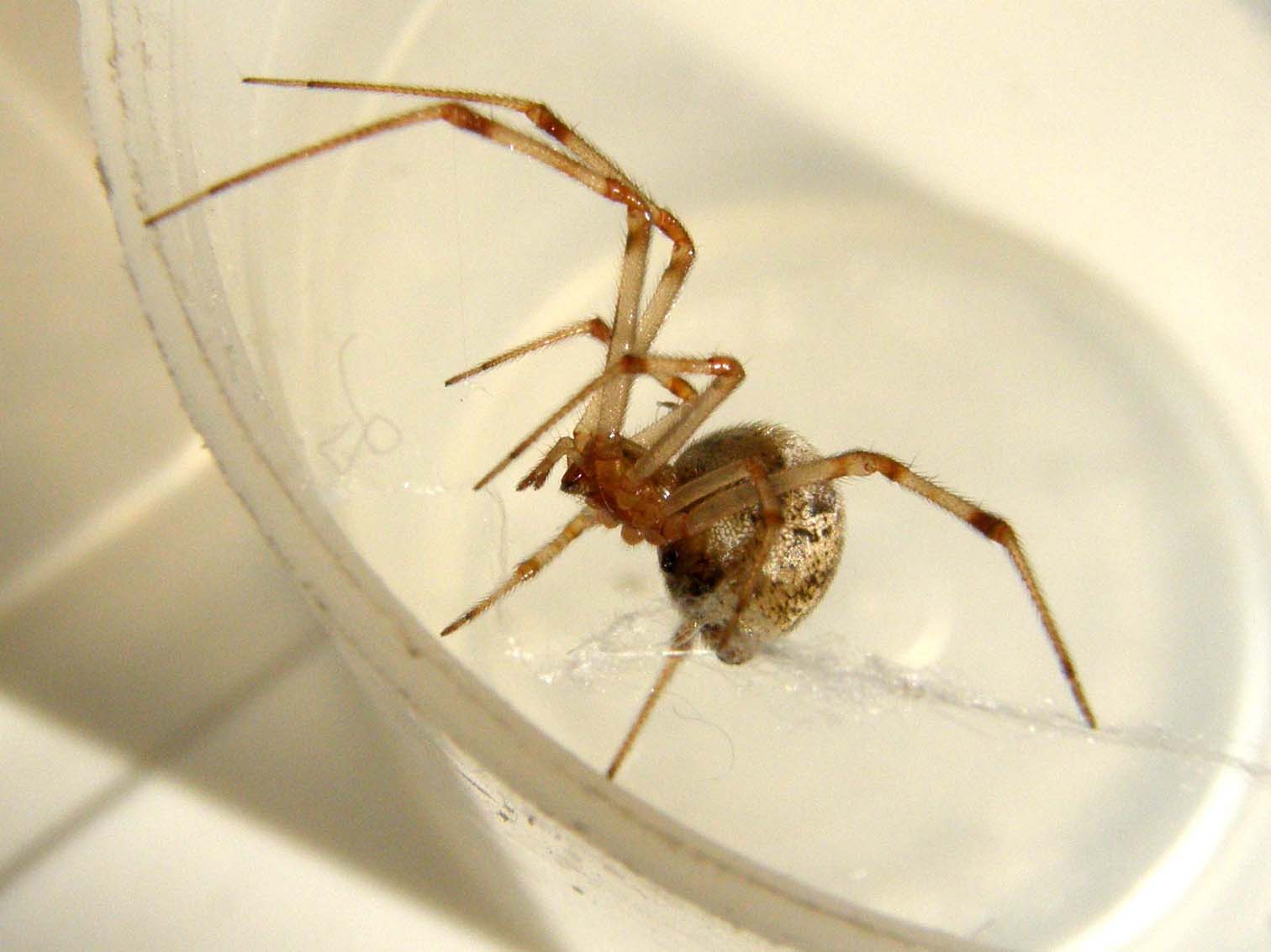 Parasteatoda