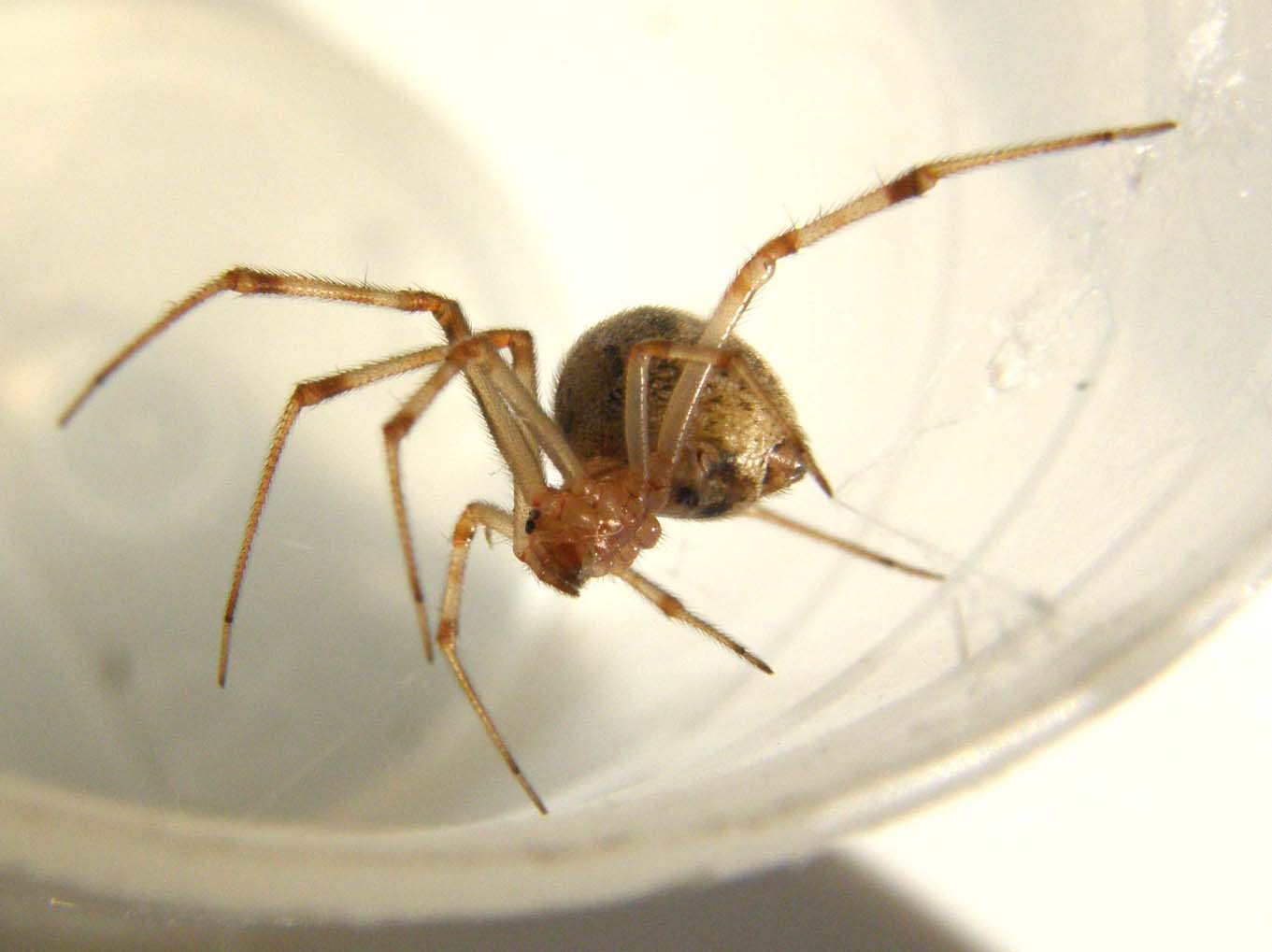 Parasteatoda