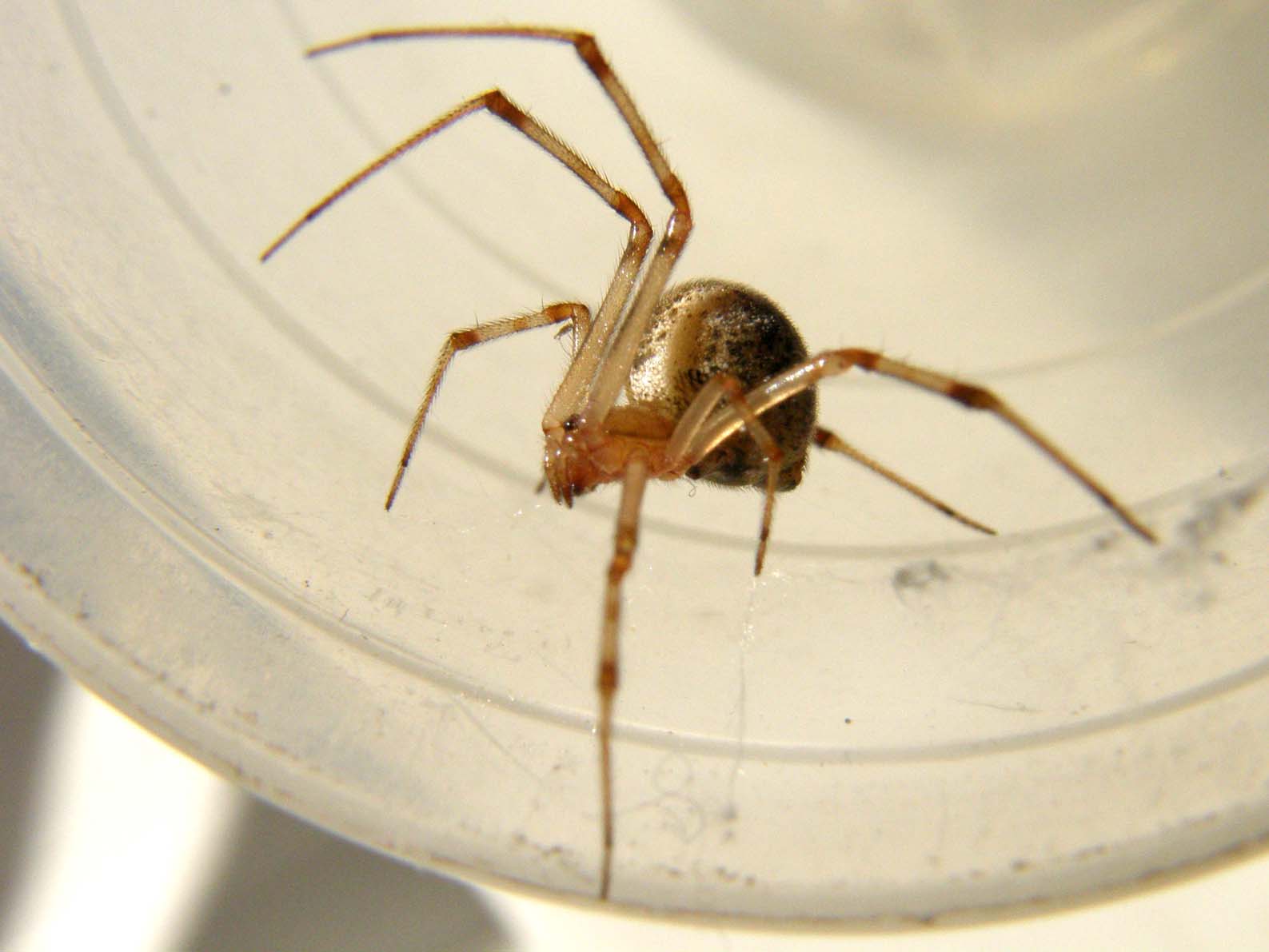 Parasteatoda