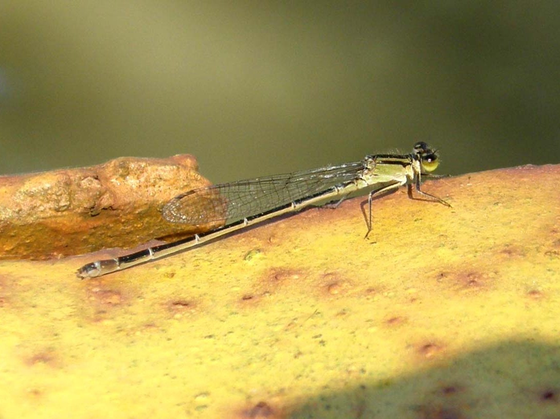 Coenagrionidae da identificare - Ischnura elegans (femmina)