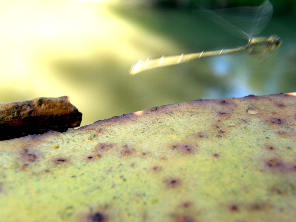 Coenagrionidae da identificare - Ischnura elegans (femmina)