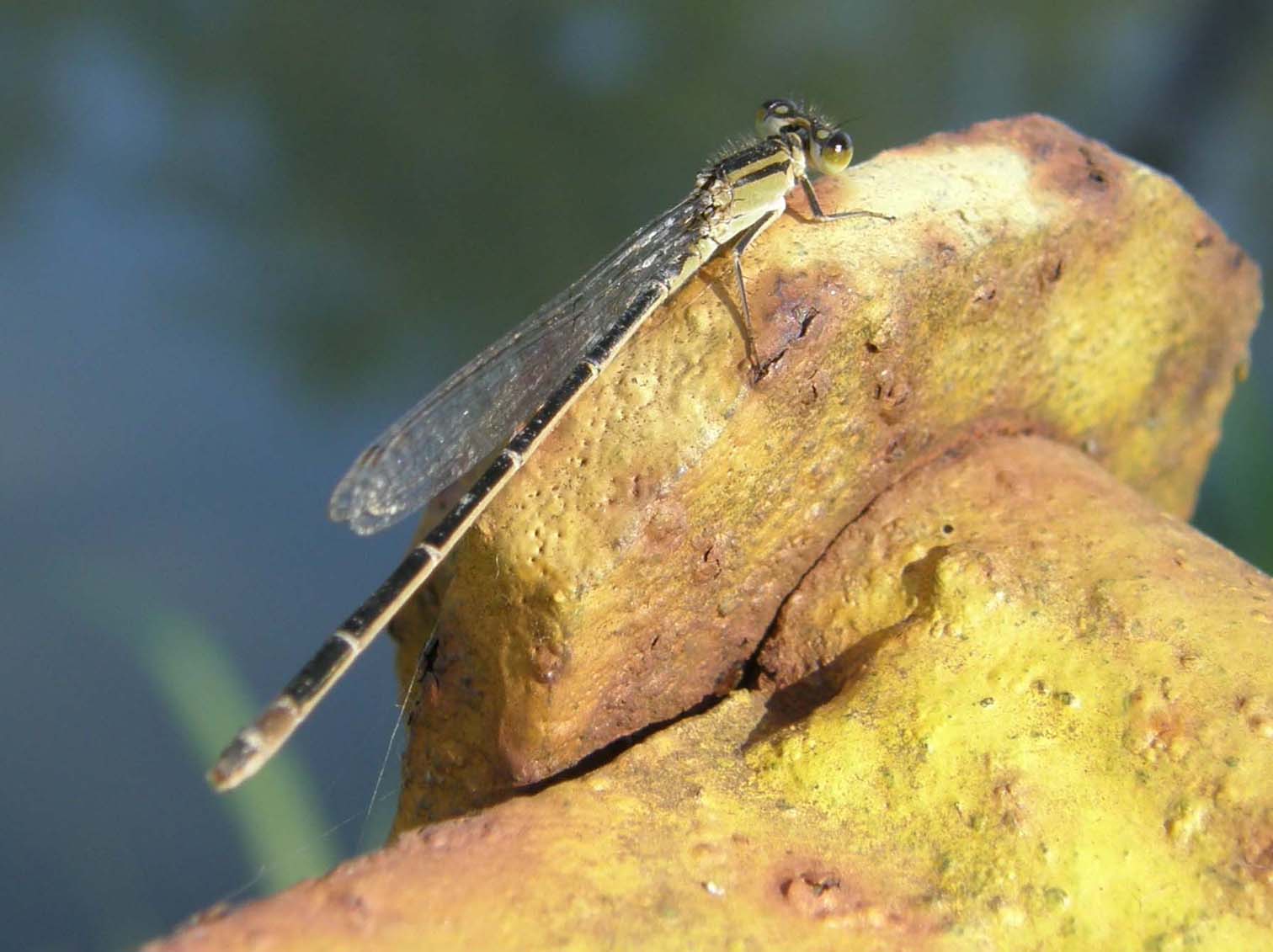 Coenagrionidae da identificare - Ischnura elegans (femmina)