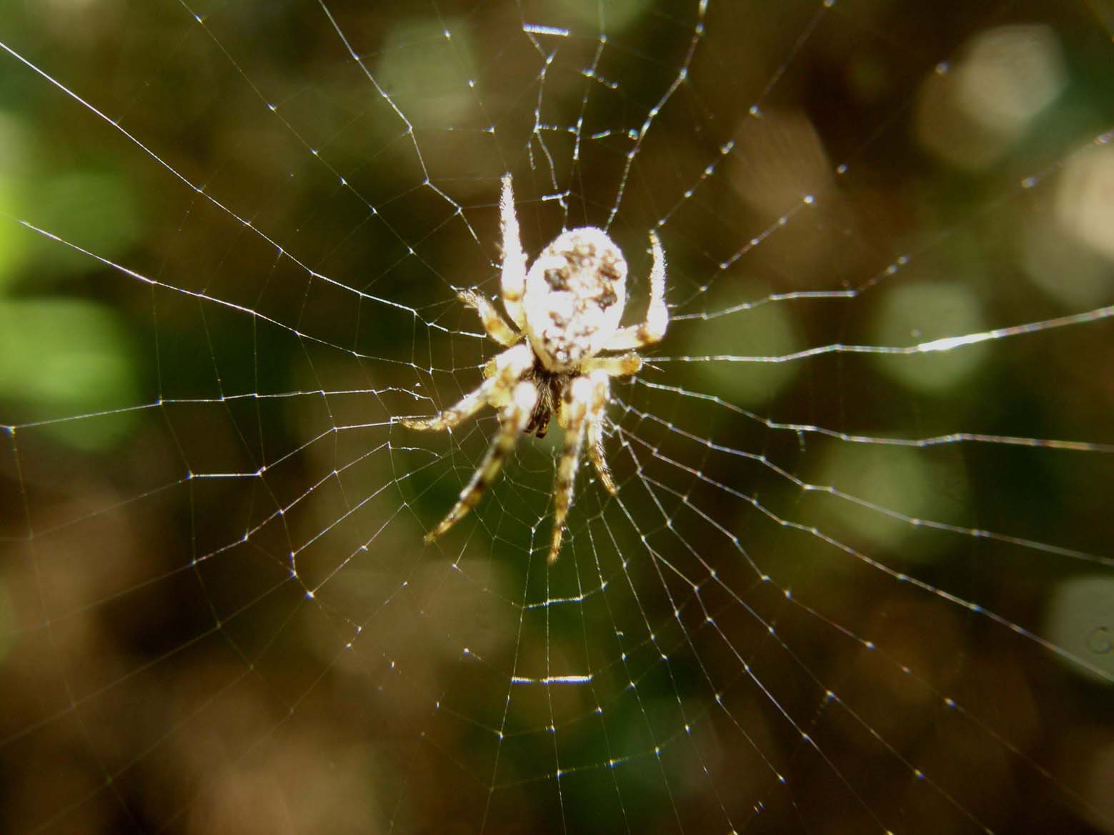 Zygiella sp. ; Larinioides sp.